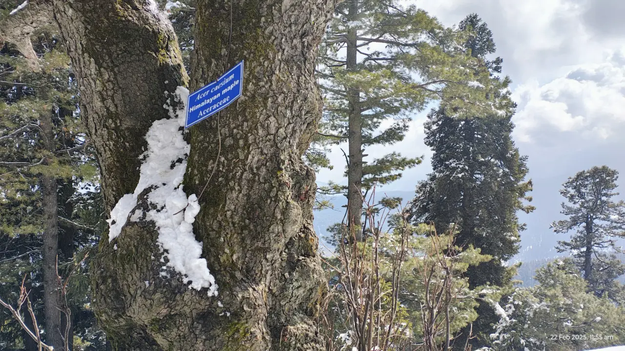 PhenoCam Site Selection at Kashmir, photo 12 of 26