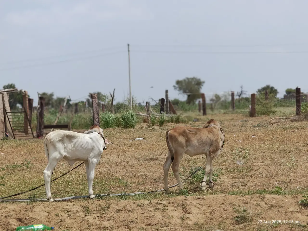 Soil Moisture Sensors at Jaisalmer, photo 47 of 50