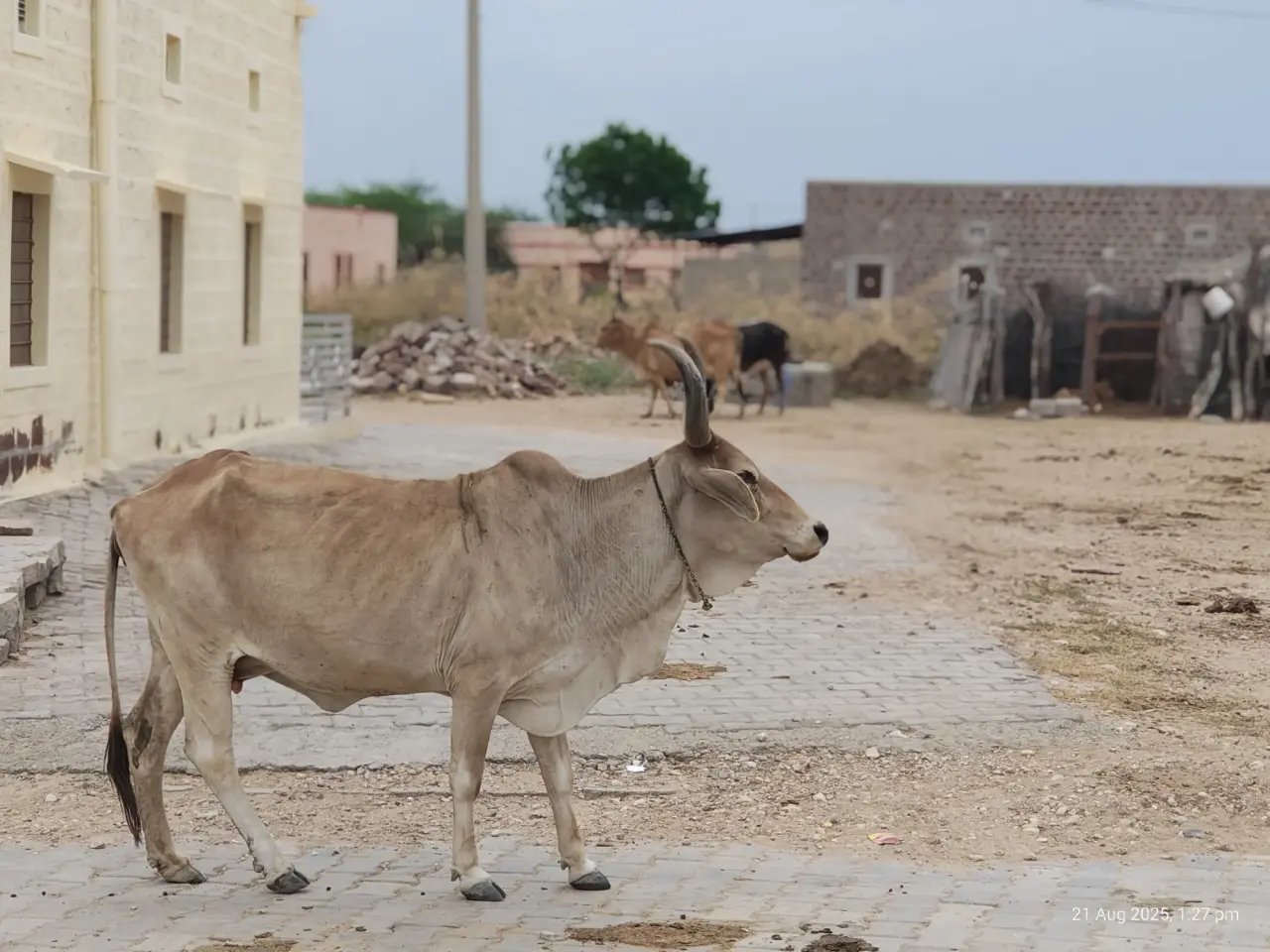 Soil Moisture Sensors at Jaisalmer, photo 25 of 50