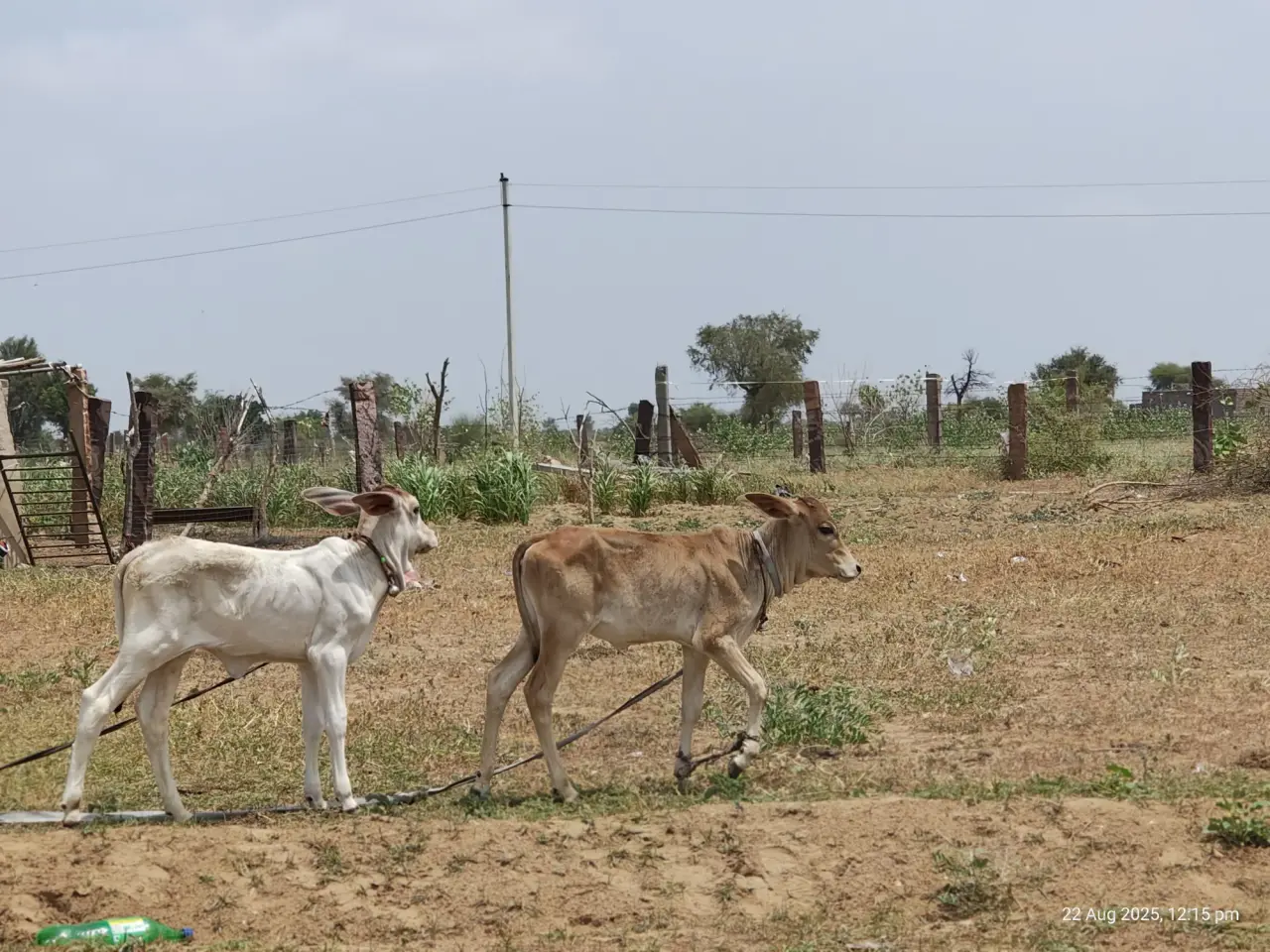 Soil Moisture Sensors at Jaisalmer, photo 46 of 50