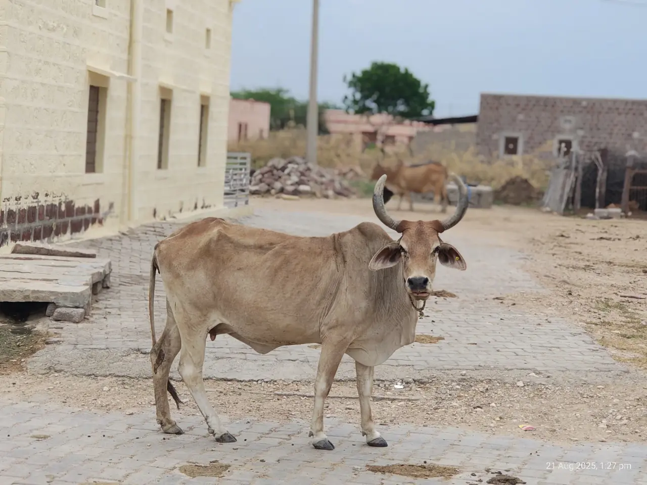 Soil Moisture Sensors at Jaisalmer, photo 26 of 50