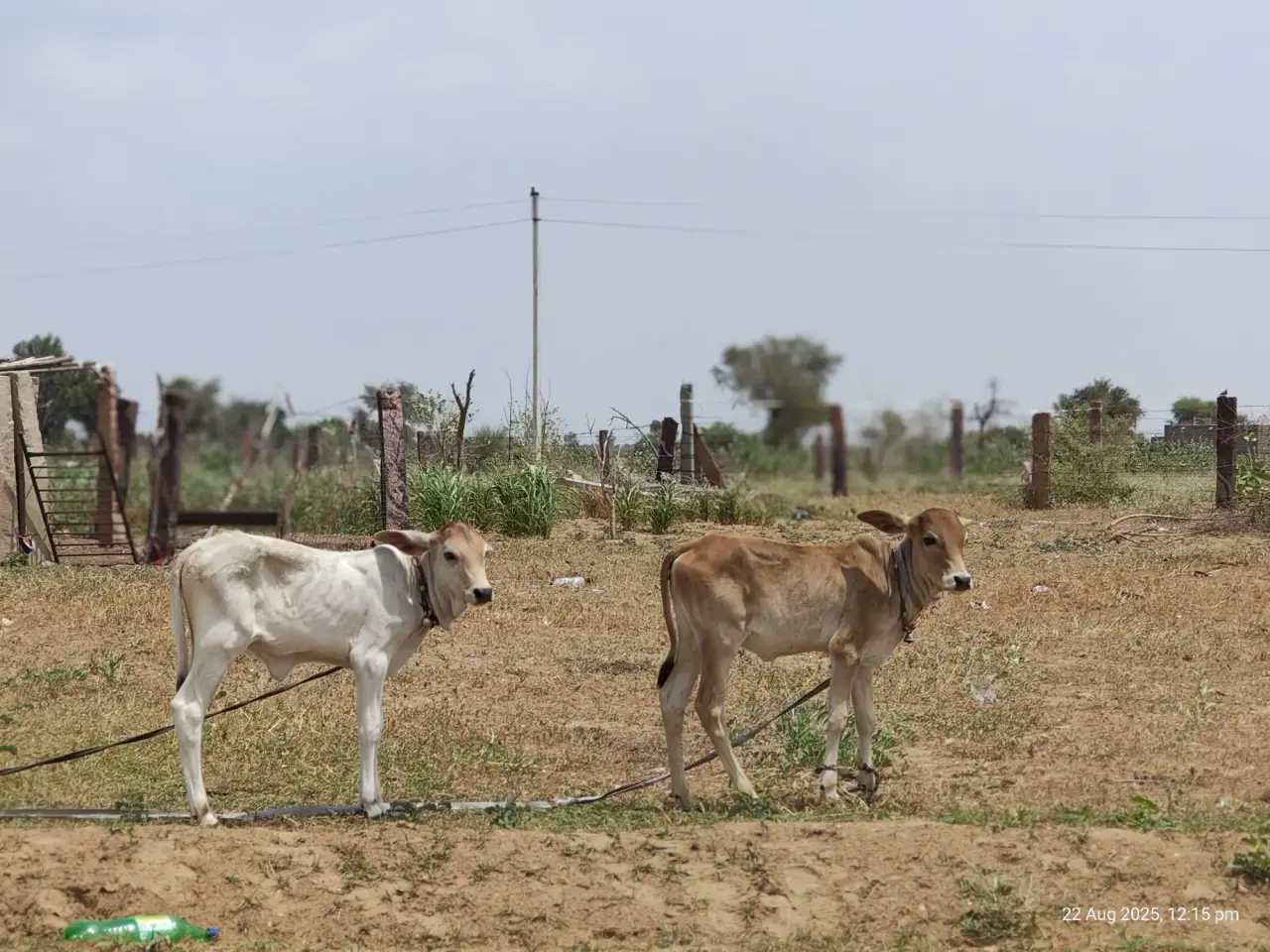 Soil Moisture Sensors at Jaisalmer, photo 48 of 50