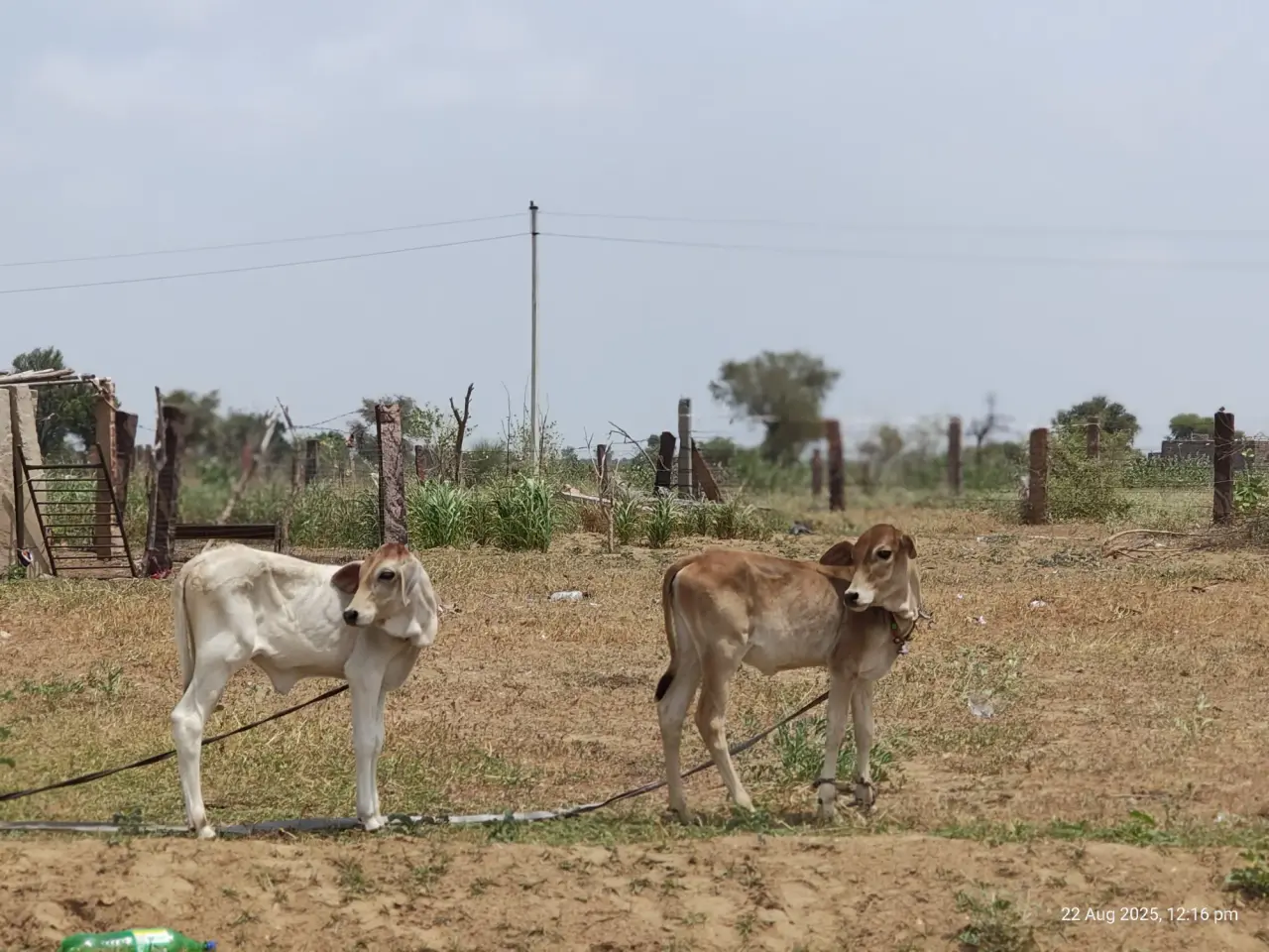Soil Moisture Sensors at Jaisalmer, photo 49 of 50