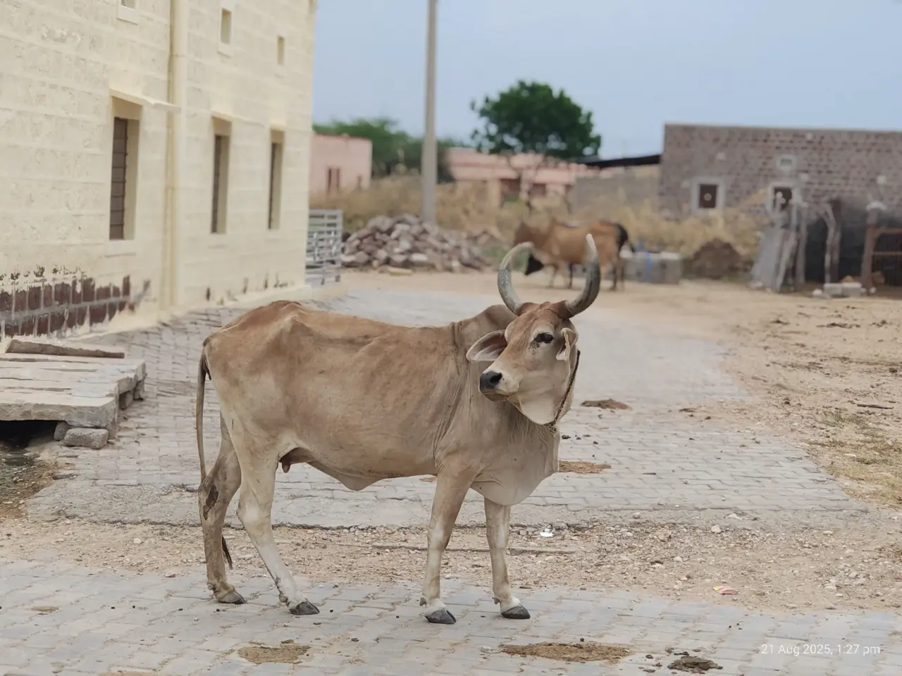Soil Moisture Sensors at Jaisalmer, photo 27 of 50